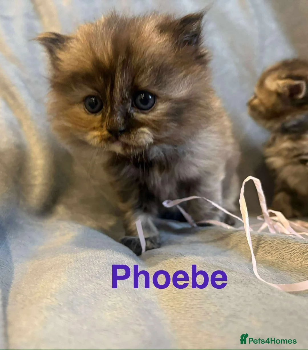 Persian cats for sale: **SOLD** Stunning litter of five female Perdolls - Advert 32