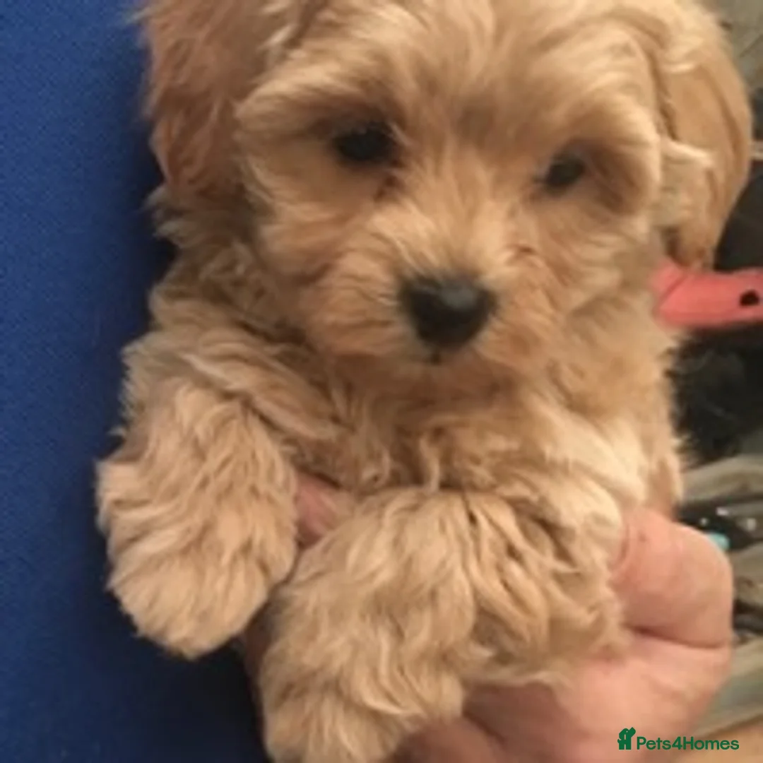 Toy Poodle dogs for stud: Stunning Maltese at STUD in Coventry - Advert 14