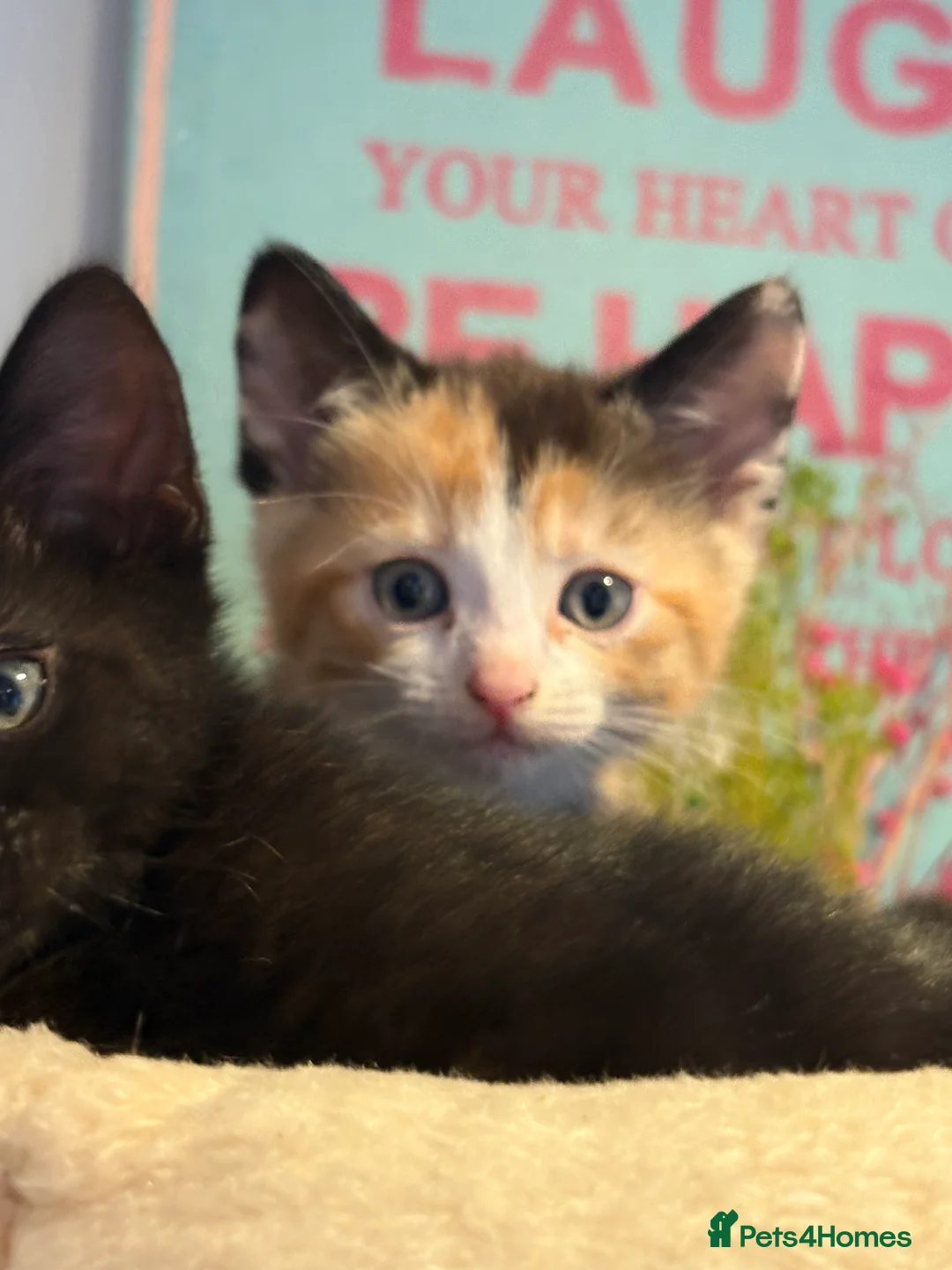 Mixed Breed cats for sale: Gorgeous litter of kittens - Advert 8