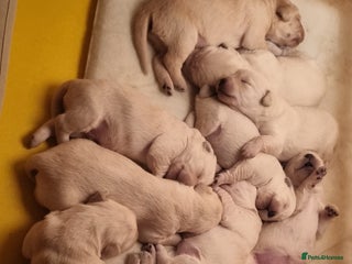 Mixed Breed dogs - Advert 32