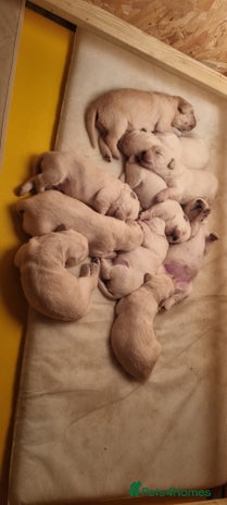 Mixed Breed dogs - Advert 5