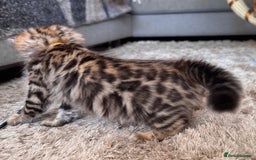 Bengal cats for sale: 💎Cashmere Bengal kittens (Bengal- Longhair) 💎 - Image 7
