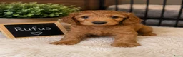 Australian Labradoodle dogs for sale: Outstanding 5 🌟🌟 Australian labradoodle litter  - Advert 7