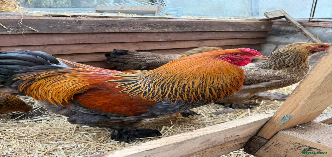 Gallery Image {{count}}