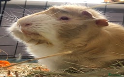 Guinea Pig rodents for sale: Geralt and Nugget  - Image 16