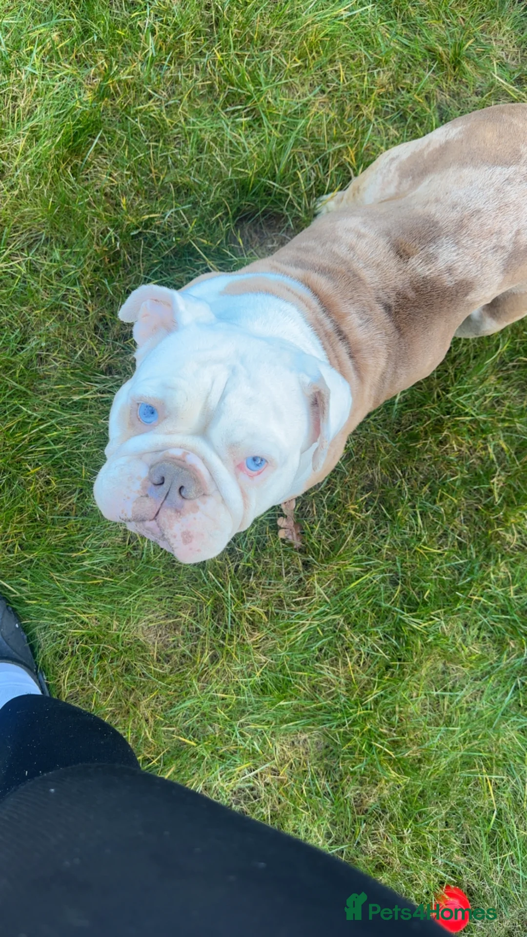 English Bulldog dogs for sale: Beautiful English bulldog in Norwich - Advert 8