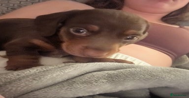 Miniature Dachshund dogs - Advert 16