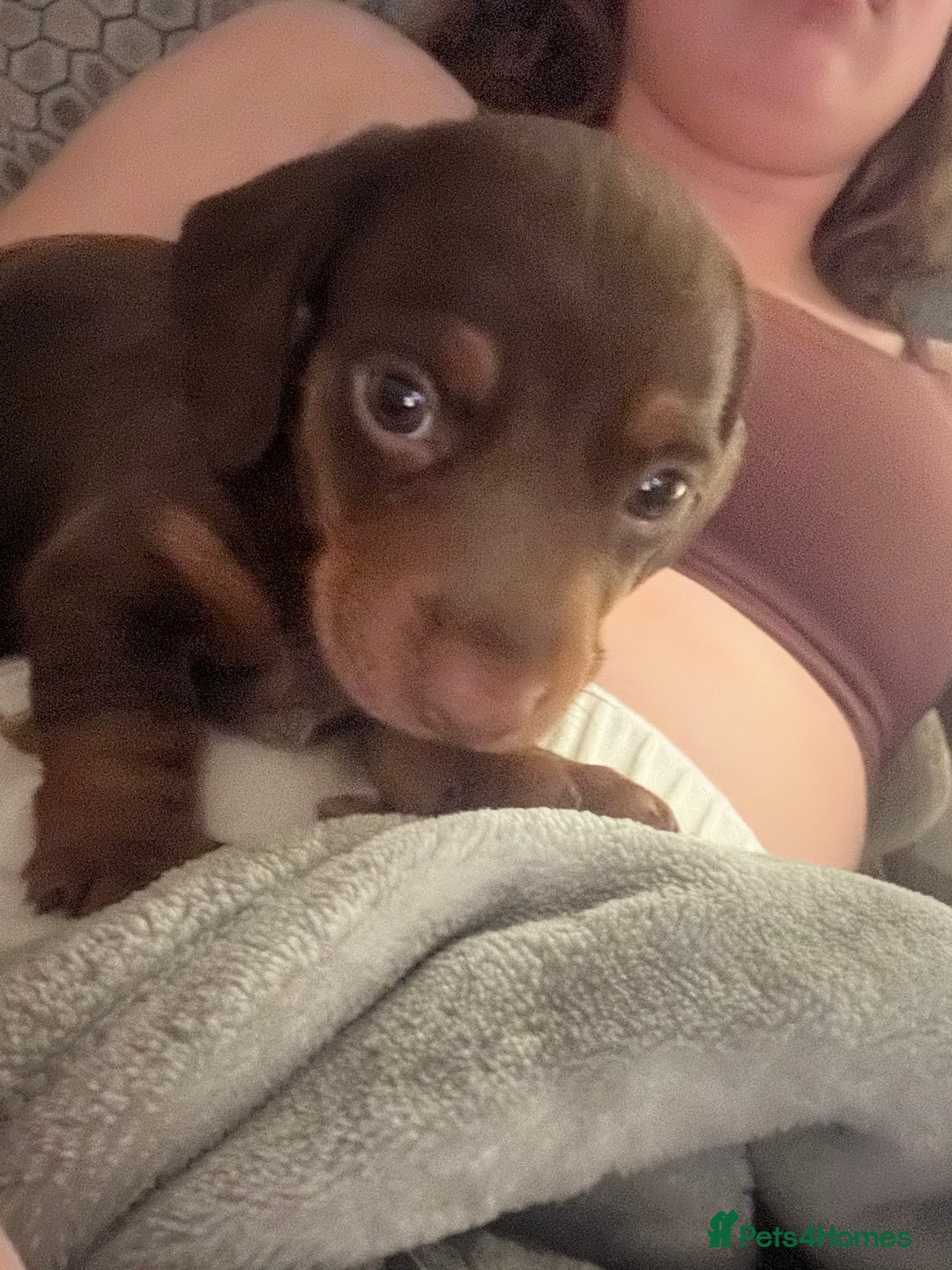 Miniature Dachshund dogs for sale: Miniature dachshund buy puppy  - Image 3