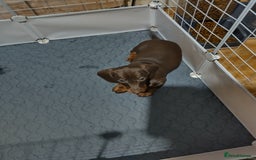 Dachshund dogs for sale: 2 Beautiful puppies - Advert 4