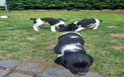 English Springer Spaniel dogs for sale: springer spaniel puppies - Image 5