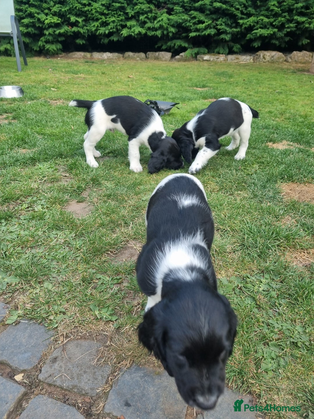 English Springer Spaniel dogs for sale: springer spaniel puppies - Image 5