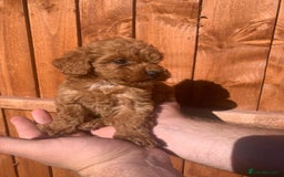 Mixed Breed dogs for sale: Toy poodle puppies  - Image 8