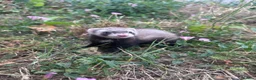 Ferret rodents for sale: Hobbs for sale - Advert 3