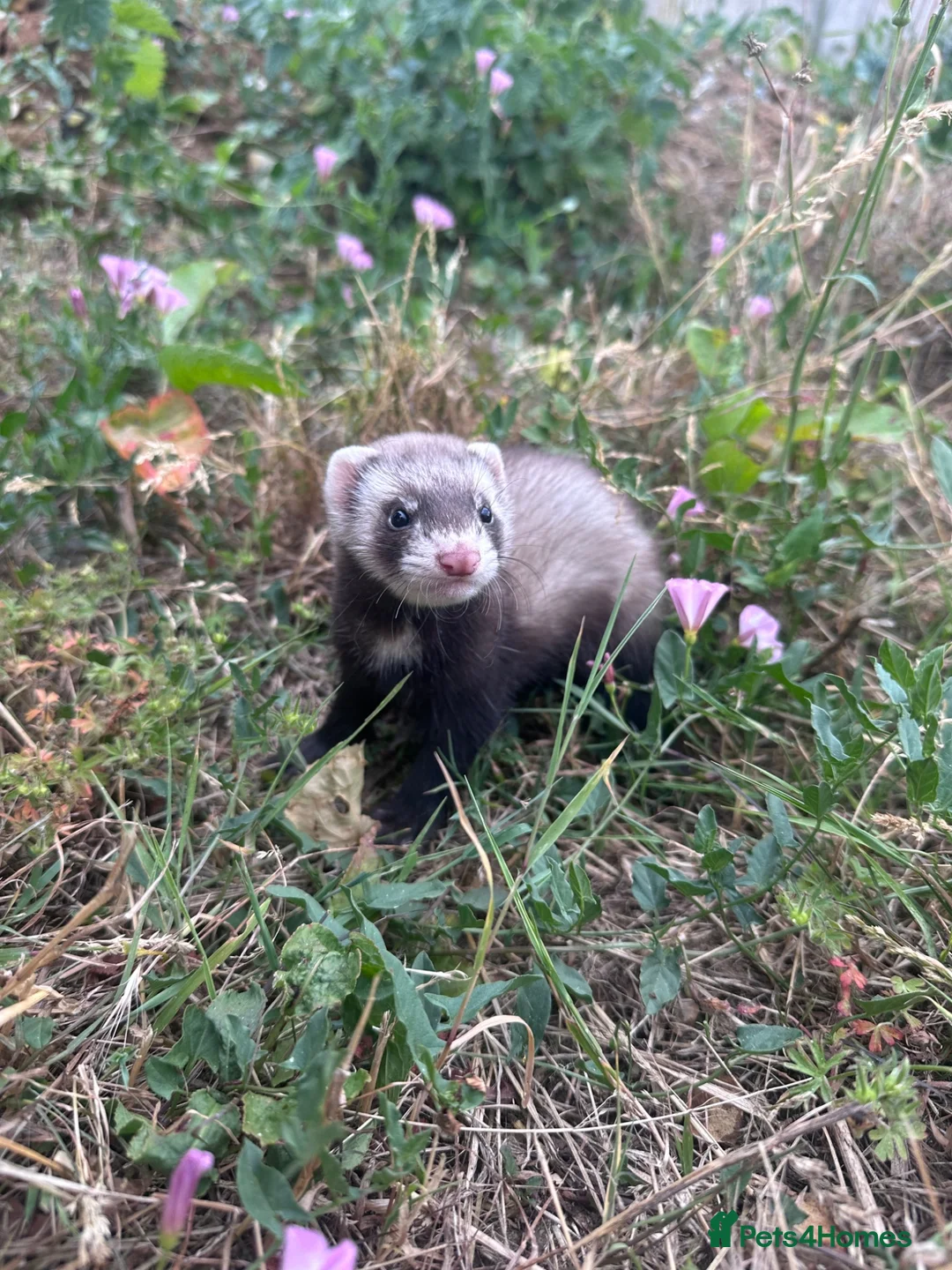 Ferret rodents for sale: Hobbs for sale - Advert 3