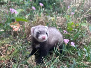 Ferret rodents Hobbs for sale - Advert 10