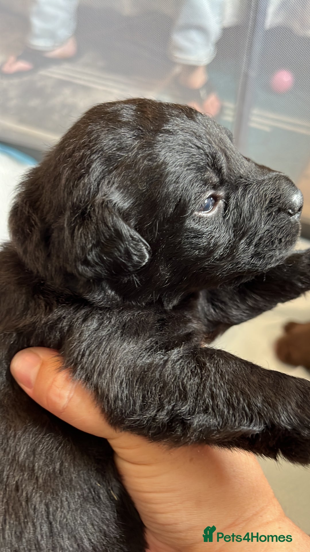 Labrador Retriever dogs for sale: Labrador puppies - Image 5