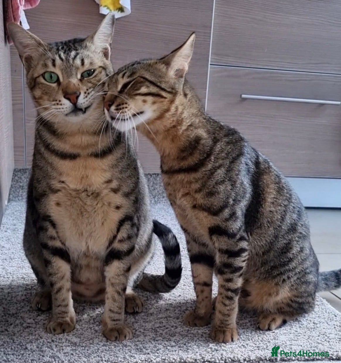 Arabian Mau cats Bobby & Nemo - Advert 2