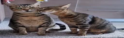 Arabian Mau cats for adoption: Bobby & Nemo - Advert 1