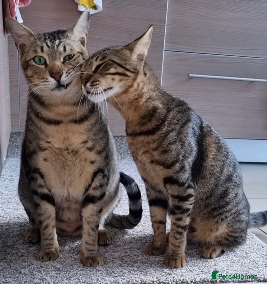 Arabian Mau cats for adoption: Bobby & Nemo - Advert 1