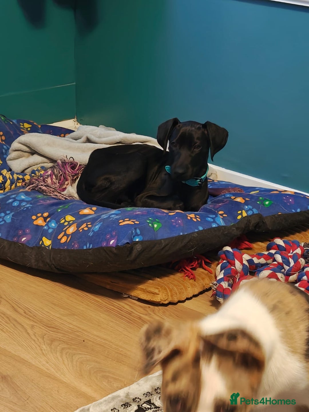 Mixed Breed dogs for sale: 4 month old Saluki X German shorthaired pointer - Image 5