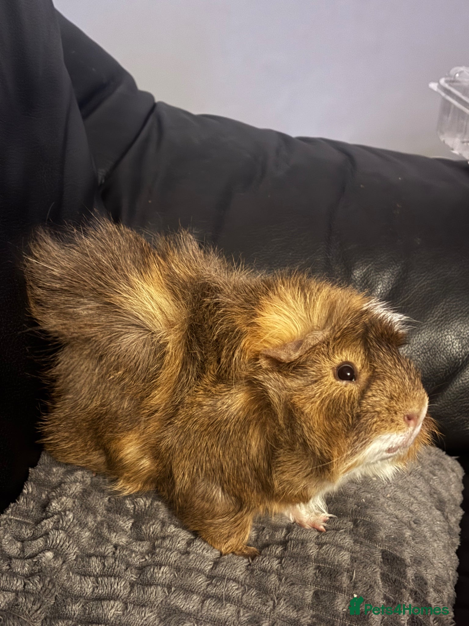 Guinea Pig rodents Male tri colour  guinea pig - Advert 7