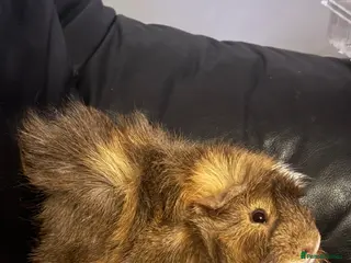 Guinea Pig rodents Male tri colour guinea pig - Advert 12