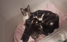 Mixed Breed cats for sale: Tabby Kitten - Image 1