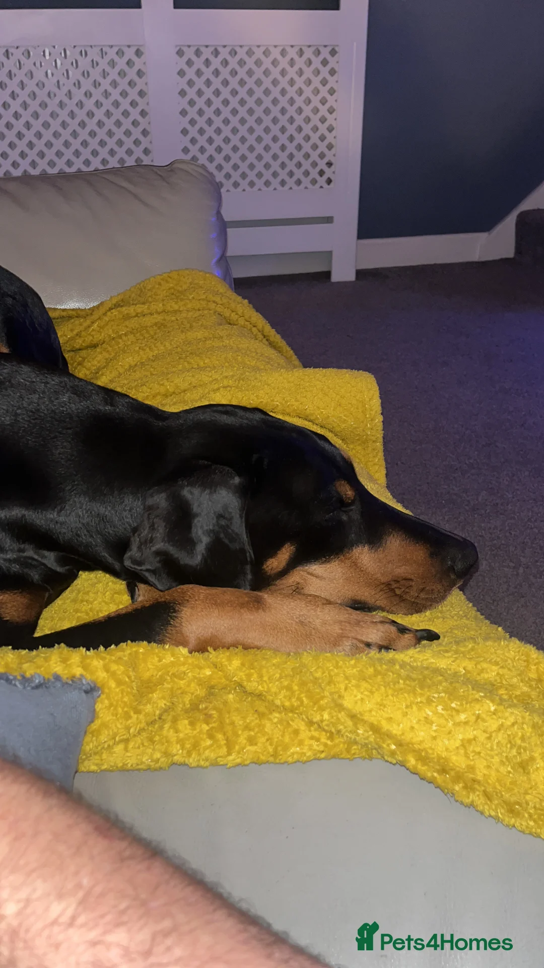 Dobermann dogs for sale: Beautiful Doberman in Leighton Buzzard - Advert 8