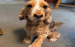Cocker Spaniel dogs for sale: Cocker Spaniel Pups, KC, Health Tested, Champ Line - Image 11