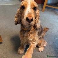 Cocker Spaniel dogs - Advert 7