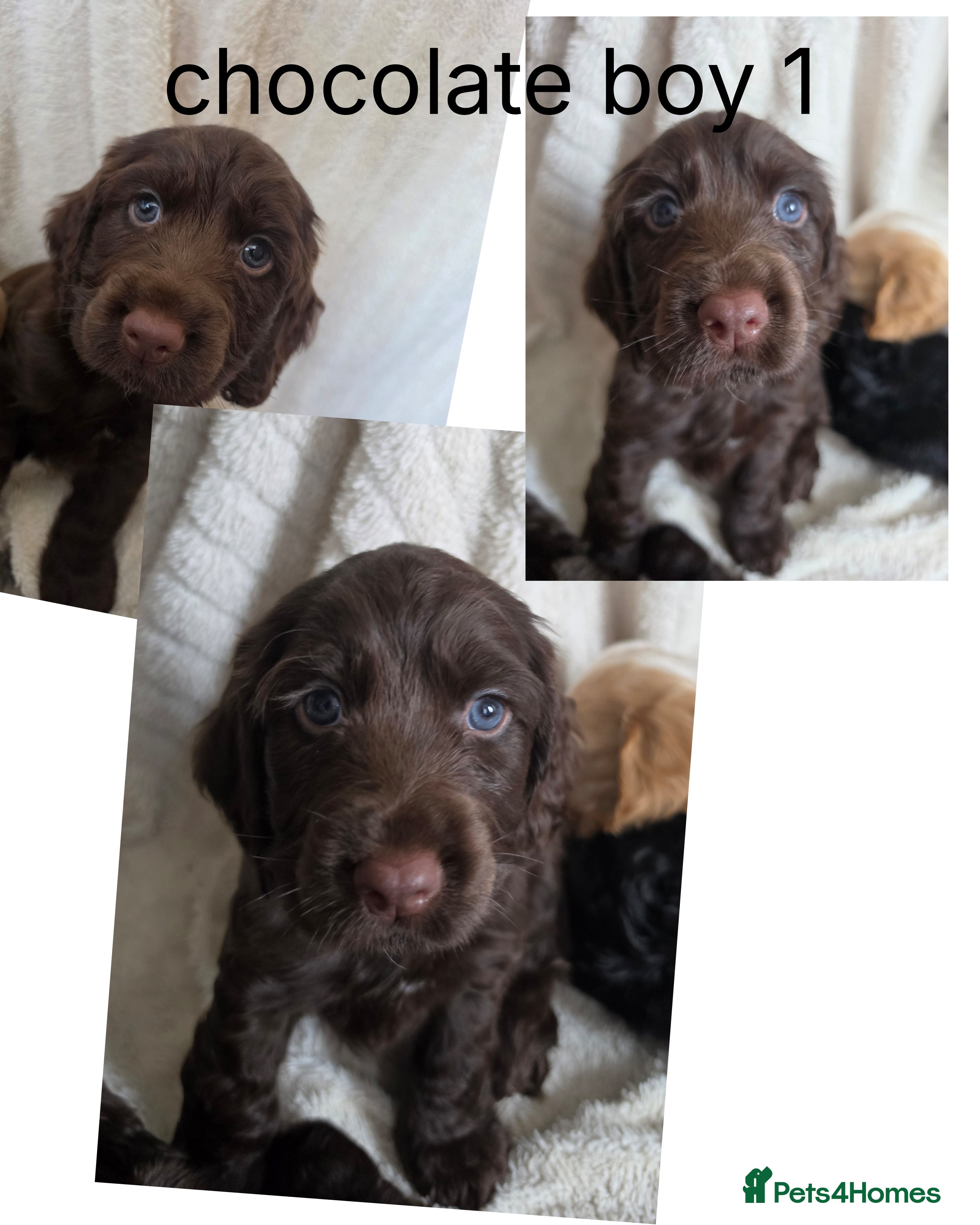 Cocker Spaniel dogs Beautiful cocker spaniel puppys 3 boys available  - Advert 1
