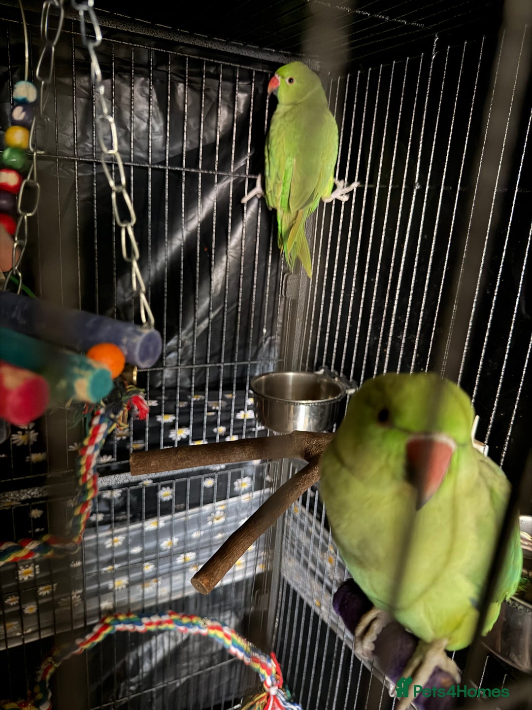 Ringnecks birds for sale: Indian ring neck  - Advert 1