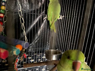 Ringnecks birds Indian ring neck - Advert 3