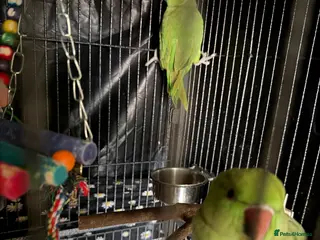 Ringnecks birds Indian ring neck - Advert 18