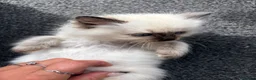 Ragdoll cats for sale: Amazing pure ragdolls  - Advert 12