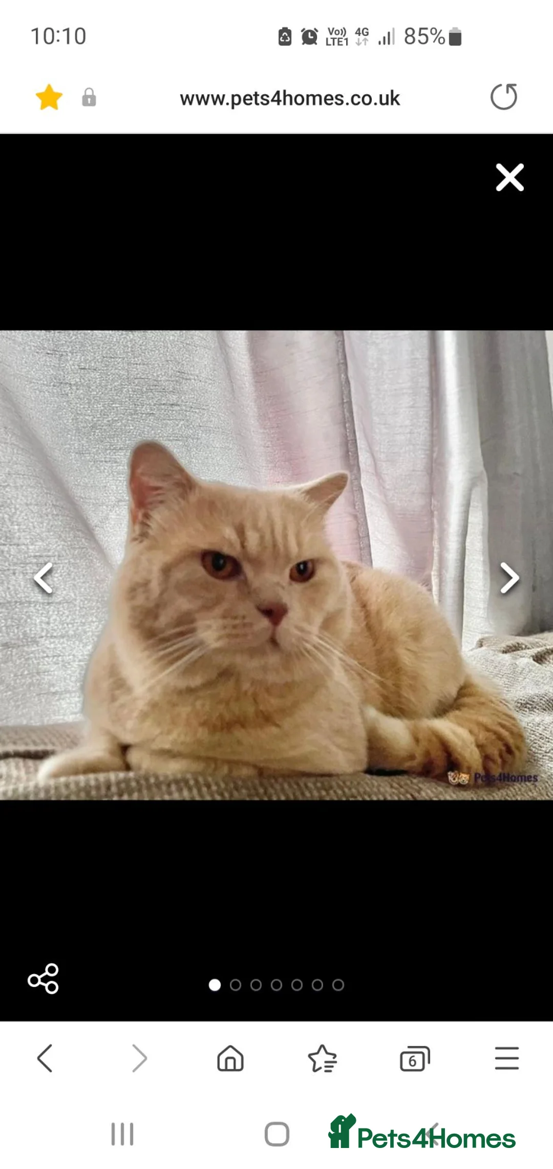 British Shorthair cats for sale: Scottish cats girl boy short, longhair  in Nottingham - Advert 33