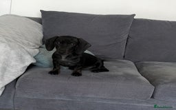 Miniature Dachshund dogs for sale: 2 beautiful dachshunds left  - Image 10