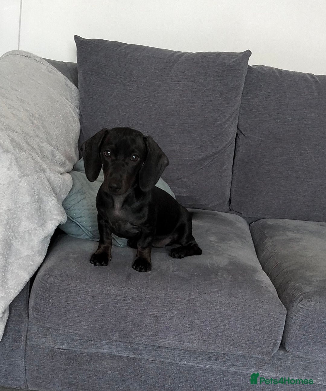 Miniature Dachshund dogs for sale: 2 beautiful dachshunds left  - Image 10
