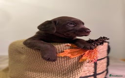 Labrador Retriever dogs for sale: 🐾 Beaytiful KC Labrador puppies!🐾 - Advert 9