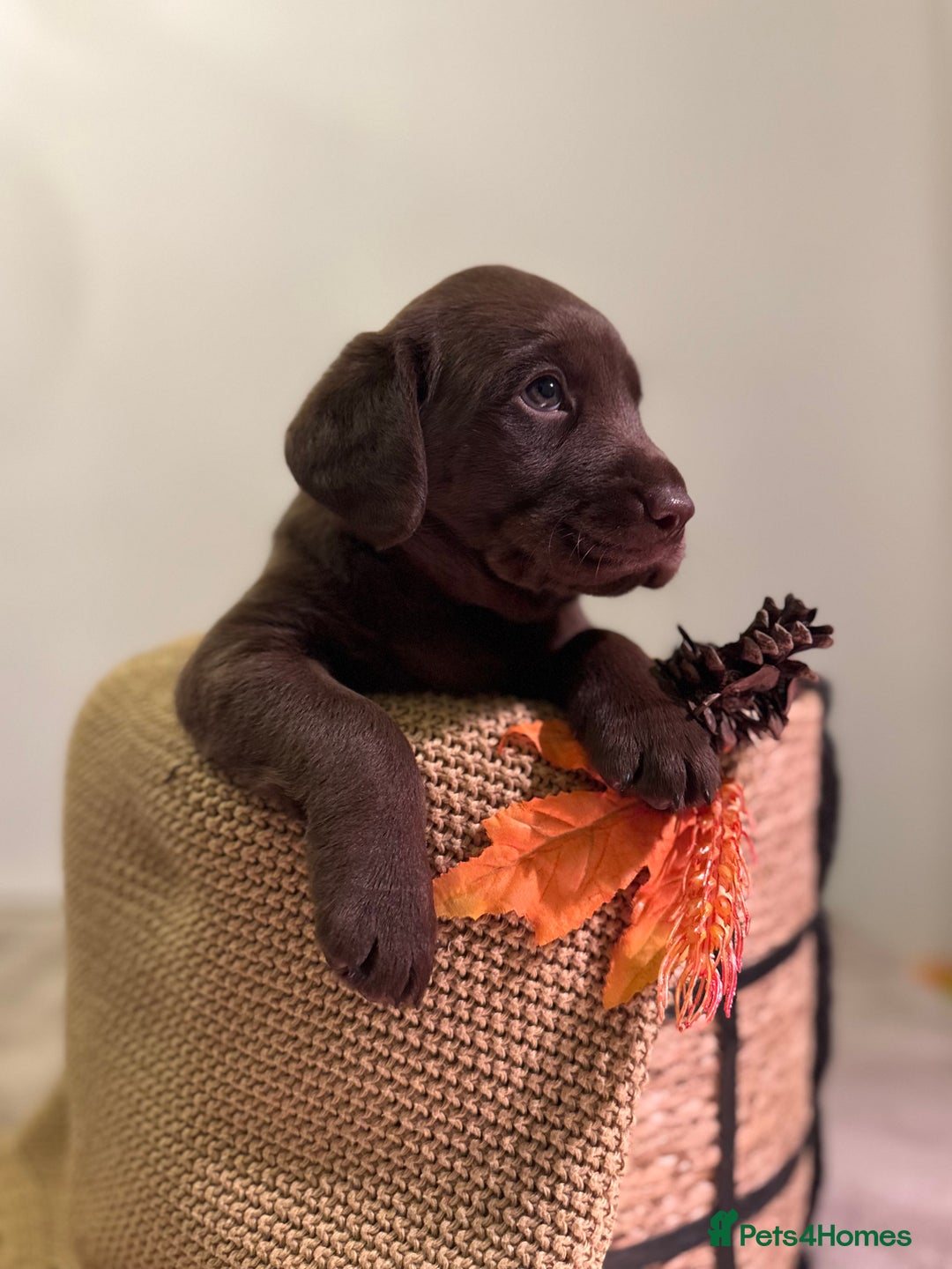 Labrador Retriever dogs for sale: 🐾 Beaytiful KC Labrador puppies!🐾 - Advert 9