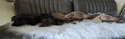 Miniature Dachshund dogs for sale: KC reg, mini daxi. 5* licensed - Advert 37