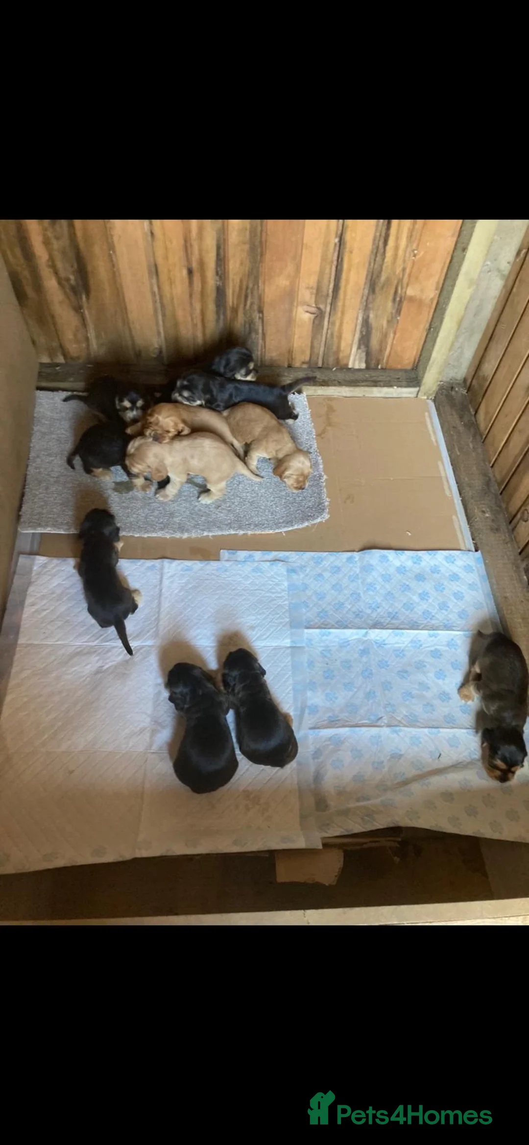 Cocker Spaniel dogs for stud: KC STUNNING SHOW COCKER (FULLY HEALTH TESTED) in Galston - Advert 6