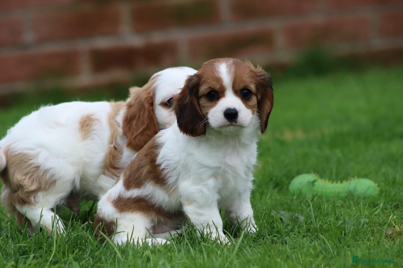 Cavachon dogs Beautiful Cavachon puppies for sale - Advert 2