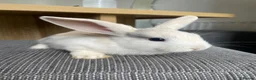 Mini Lop rabbits for sale: Mini lop bunnies ready by 26/8/26 - Advert 6