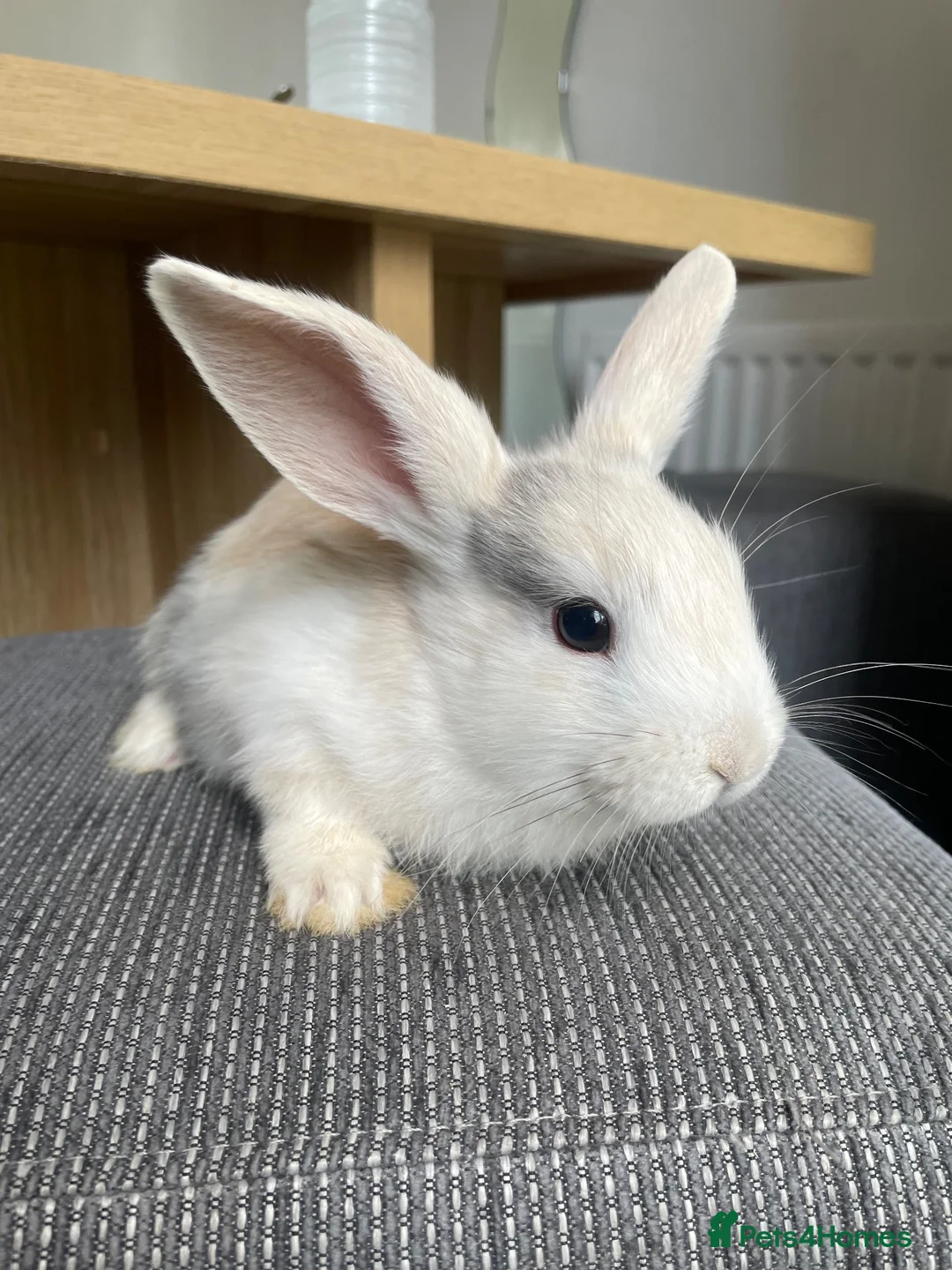 Mini Lop rabbits for sale: Mini lop bunnies ready by 26/8/26 - Advert 6