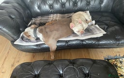 Dorset Olde Tyme Bulldogge dogs for stud: Brock - Image 6