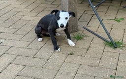 Whippet dogs for sale: Whippet dog pup - Image 2