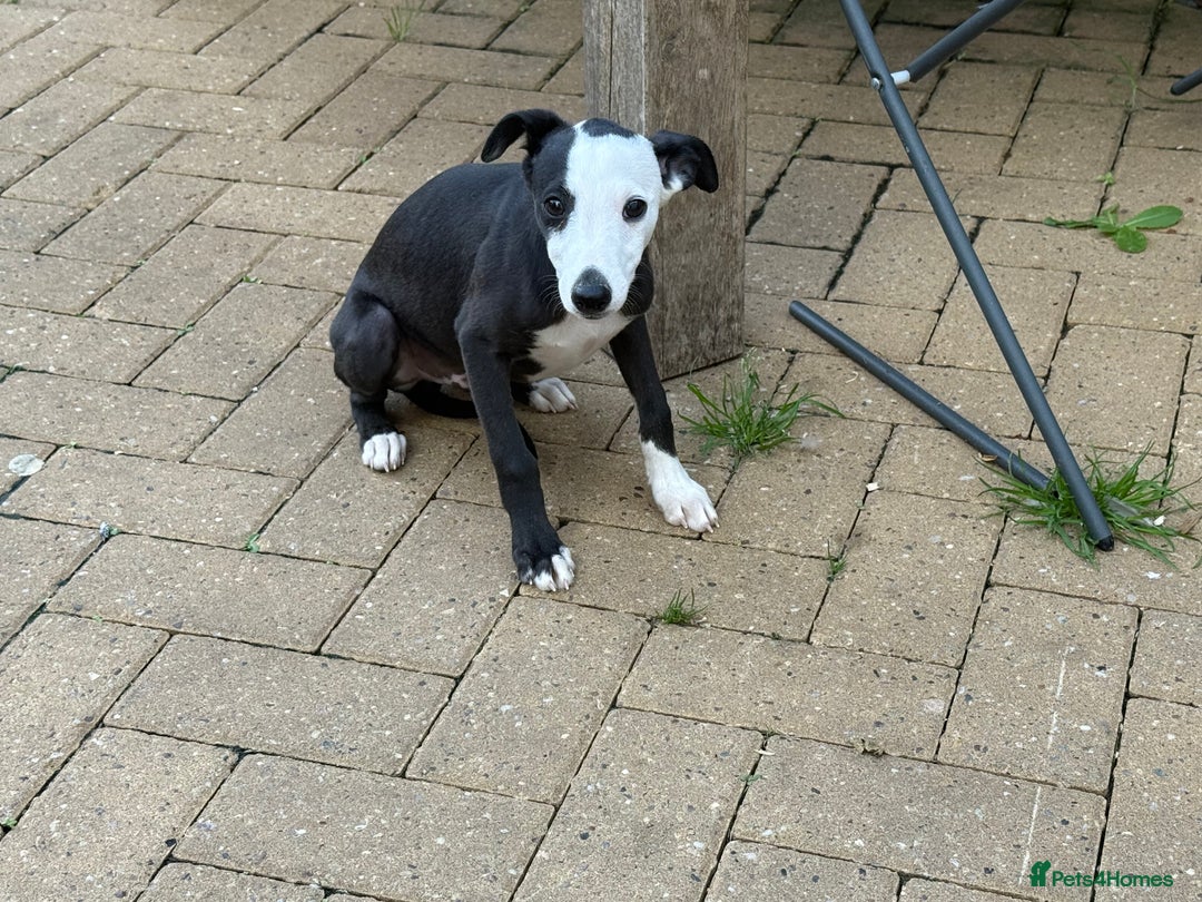 Whippet dogs for sale: Whippet dog pup - Image 2