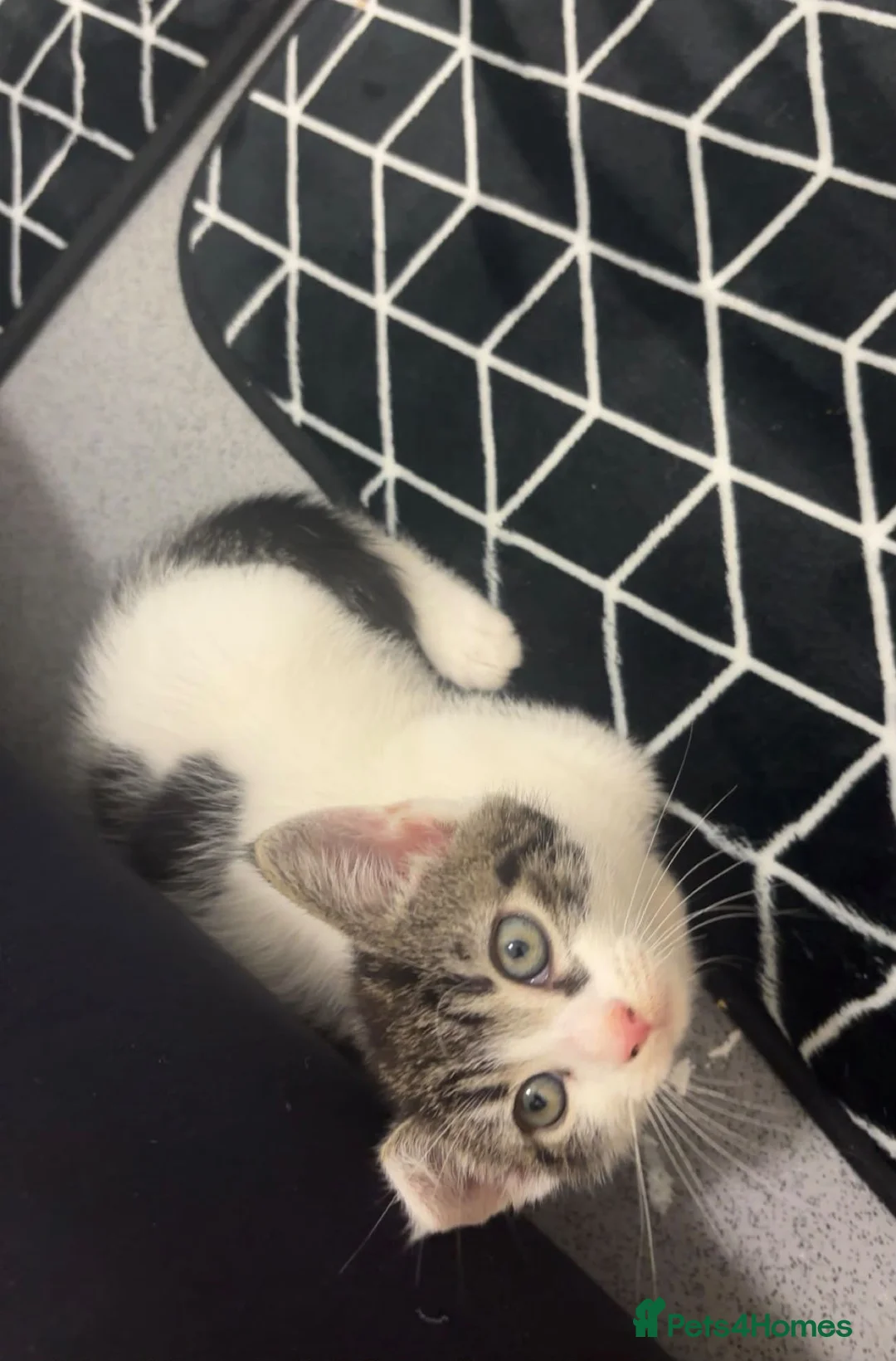 Mixed Breed cats for sale: Title: Two Loving 8-Week-Old— kittens - Advert 2