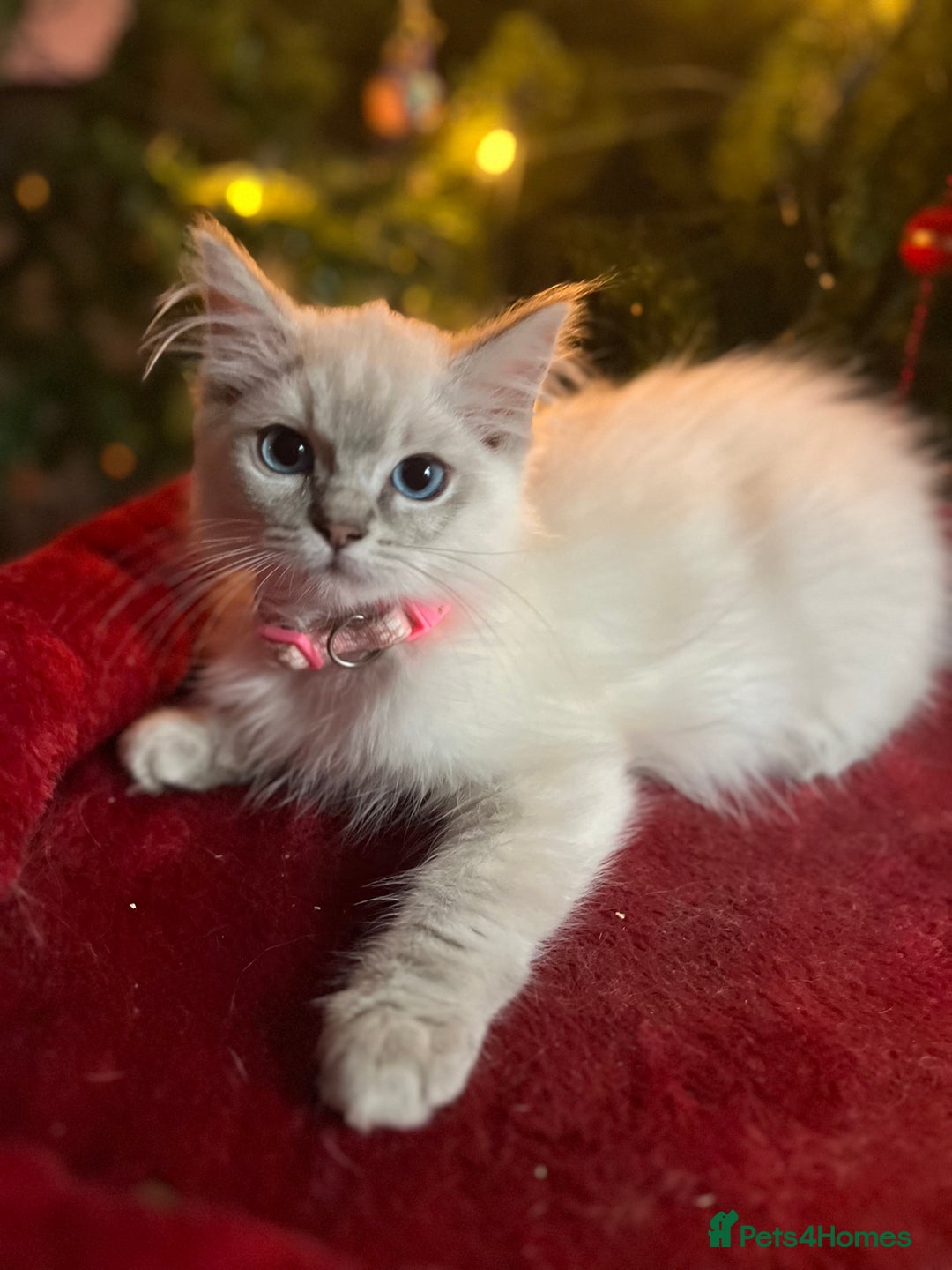 Ragdoll cats for sale: Gorgeous Tica ragdoll kittens ready now  - Advert 1